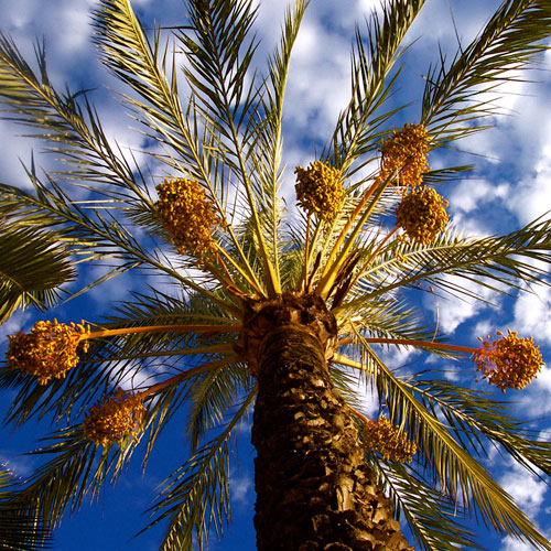 Palmfrüchtchen